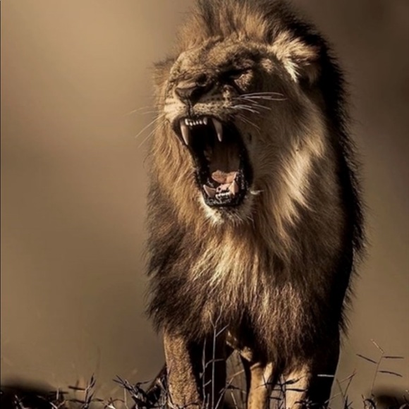 Profile Picture of Stefano Condello (@scondello) on Poshmark