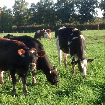 Profile Picture of Howard Straub (@RobotGrazier) on Twitter