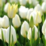 Profile Picture of Viki Clemente Pena (@vikiclementepena) on Instagram