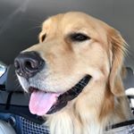 Profile Picture of Amanda (@happy_harvard) on Instagram