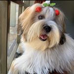 Profile Picture of Doguinha Pelizari 🐶 (@dogpelizari) on Instagram