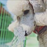Profile Picture of 제주도양순이네이야기 (@sim0283) on Instagram