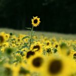 Elisa Chapman Fulton - Instagram Profile Picture of Elisa Chapman Fulton (@fultonelf) on Instagram