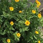 Profile Picture of Elise Beauchamp (@elisebeauchamp) on Instagram