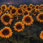 Profile Picture of Eleanor Cueto (@eleanorcueto2) on Instagram