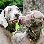 Profile Picture of John Armistead (@wamabang) on Flickr