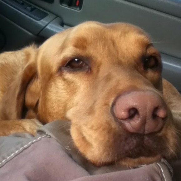 Sarah Wilz - Poshmark Profile Picture of Sarah Wilz (@wilz63) on Poshmark