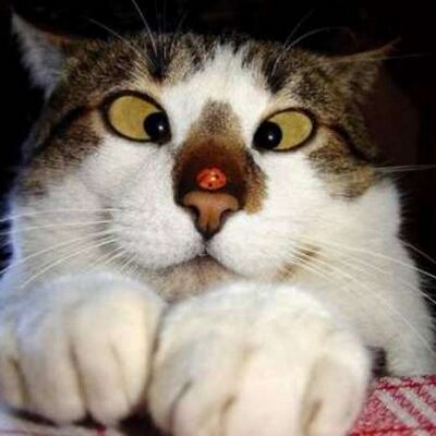 Profile Picture of Mike Takahashi (@t1_mike) on Twitter