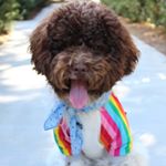 Profile Picture of skylar rose (@itsskythedoodle) on Instagram