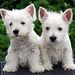 Profile Picture of Pamela Chiles (@pamchiles) on Pinterest