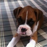 Profile Picture of Holly Tenhoopen (@hollytenpinson) on Instagram