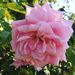Profile Picture of Ruby Kahnberg (@rkahnberg) on Pinterest