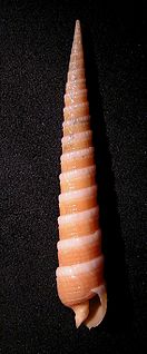 Profile Picture of Terebra amandaon Wikipedia