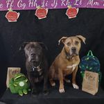 Profile Picture of Heading Home K9 Rescue (@headinghomek9rescuemn) on Instagram