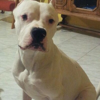 Profile Picture of Daniel Asenjo (@Asenjillo) on Twitter