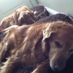 Profile Picture of Penny And Brady (@penny_and_brady) on Instagram