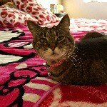 Profile Picture of Gabrielle A. Lowery (@snakeheadsmom) on Instagram