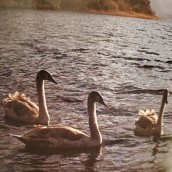 Profile Picture of Selena Maruska (@morriss98) on Poshmark