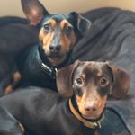 Profile Picture of Dixie & Dexter (@dixie_dexter_) on Instagram