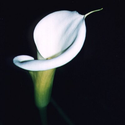 Profile Picture of Yun Li Peh (@blurzgal) on Twitter