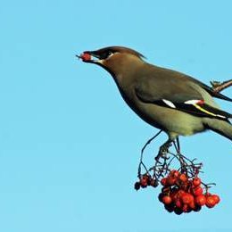 Profile Picture of Alex Berryman (@alexberryman3) on Twitter