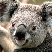 Rachel Nzongo - Youtube Profile Picture of Rachel Nzongo (@rachelnzongo5009) on Youtube