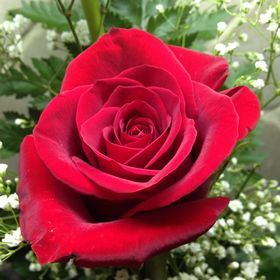 Profile Picture of Sabrina Deeter (@beaniebeckysue) on Pinterest