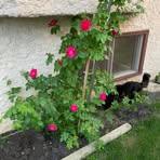 Profile Picture of April Flett (@april.flett.73) on Facebook