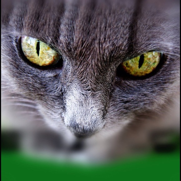 Profile Picture of Teresa Hinnergardt (@teresahin) on Poshmark