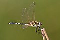 Profile Picture of Long-legged marsh glideron Wikipedia