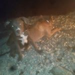 Profile Picture of Robert Brooks (@wildride_brooks) on Instagram