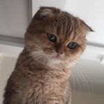 Profile Picture of گربه های من😍🥰 (@ema.lucycat) on Instagram