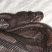 Profile Picture of Thomas Chappel (@ThomasChappel-em2mb) on Youtube