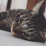 Profile Picture of Jeff Albertsons (@funtcasejeff) on Instagram