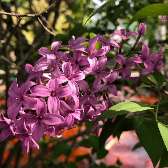 Profile Picture of Lori Thomas (@dsnymama247) on Poshmark