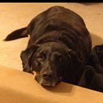 Profile Picture of Jodi Longwell (@jodilongwell) on Instagram