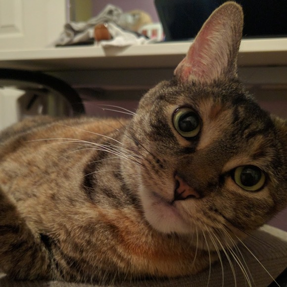 Profile Picture of Daniella Alvarez (@dalexandra1236) on Poshmark