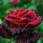 larahassan - Instagram Profile Picture of larahassan (@omtaymlarahassan) on Instagram