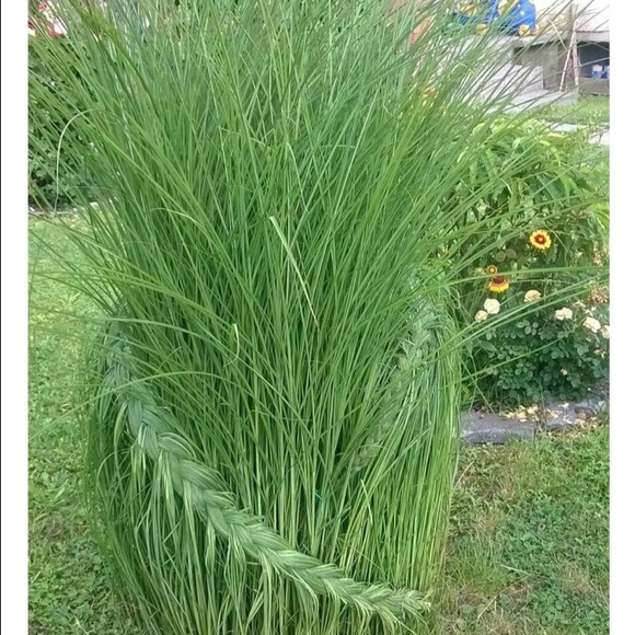 Profile Picture of Grace Mendrin (@grace2117) on Poshmark