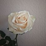 Profile Picture of jønathan yuan (@fixdfreedom) on Instagram