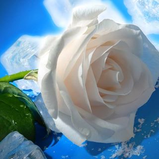 Profile Picture of Hoda Botros (@hoda.botros.52) on Facebook