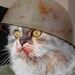 Profile Picture of Nathan Danielson (@nathandd336) on Pinterest