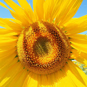 Profile Picture of Maria Arbona (@mariaarbona2584) on Youtube