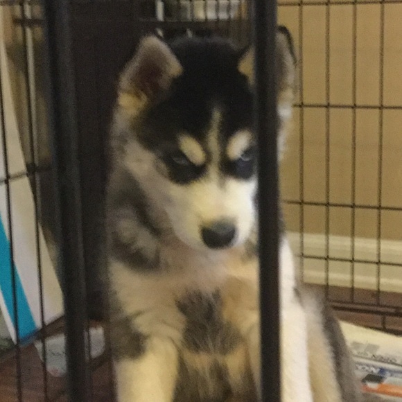 Profile Picture of Luis Isidoro (@luis23944) on Poshmark