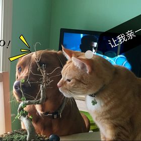 Profile Picture of Ying Huang (@huang5361) on Pinterest