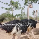 Profile Picture of Diamond Traore (@thierry.martin.77985) on Facebook