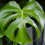 Profile Picture of Jenni Brevik (@the_urban_jungle_life) on Instagram