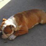 Profile Picture of Christian Bartolo (@chrisf_50) on Instagram