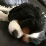 Profile Picture of James Delillo (@jamesthedelillodog) on Instagram
