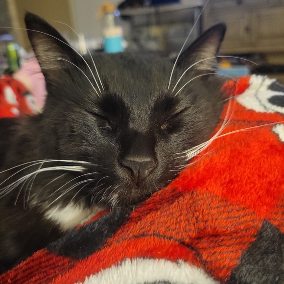 Profile Picture of Alice Damian (@molly_d2023) on Poshmark